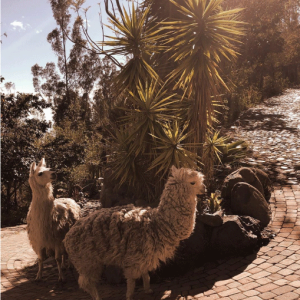 Llamascuevasdelilalo